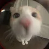 justanobodylol002