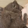 catofcause