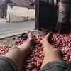 ramadelys