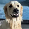 milothegoldie3