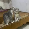kinlnghong8