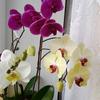 orchid_364