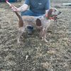 bx5englishkennels