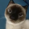 imnotharu_0