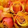 halima.almarales