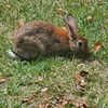 courtney.cottontail