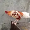 jamel.poyoyo