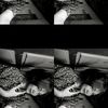 fransiska.elentin