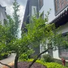 buihiep20055