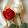 md.riyad.hassan1