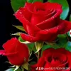 user258888123917o