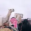 ☪︎ع