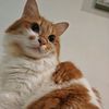 duochonk