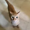 ademzaynmok