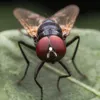 musca690