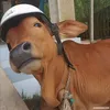 ngohoangduylong003
