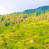 imrangujjar5244