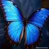cariacaria91