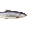 nied0jrzaly_filet