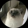 tiktok.contafake55