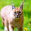 top_i_love_animals_1