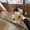 syiiifaau_