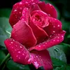 roseid03