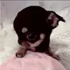 syrkas__