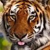 buttbadshah629