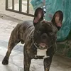 vincenzo36942