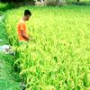 kalam.fy