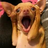 emxinhhx2