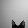 theblackcat727