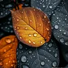 muneebhassan5567