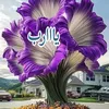 زهـ♥̨̥̬̩رة آإليآإسمـ♥̨̥̬̩ين
