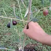 immoune.cherif