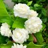om_mohammad_12