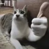 cyzzzpsxx77
