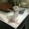 simonacabras8