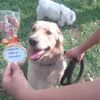 ailagoldenretriever