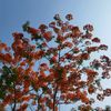 shweba0048