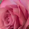 chan_delle7
