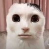 .dtnb