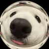 tuanhcutivocolohihihi