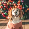 rica_the_beagle