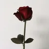 chlpradita_
