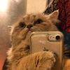 yourcattttt
