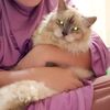 sisil.yani