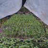petani.muda982