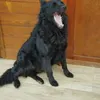 kakaokomando